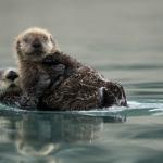 Une loutre flottant sur le dos avec une jeune loutre sur son ventre