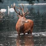 Cerf dans l'eau jusqu'en haut des pattes