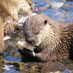 Loutre couchée dans une eau peu profonde, mangeant une carcasse de poisson tenue par ses pattes