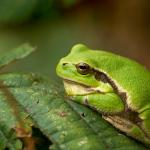 Rainette sur une feuille - vue de profil