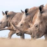 3 rhinocéros côte-à-côte, vue de profil