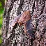 Une pipistrelle agrippée à un tronc d'arbre, les ailes déployées