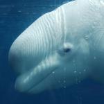 Beluga dans l'eau - vue de profil