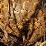 Pangolin roulé en boule près d'un arbre