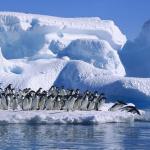 Un groupe de manchots Adélie sur la banquise