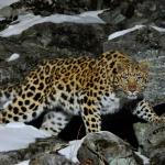 Un léopard de l'amour, regardant l'objectif, marchant entre les rochers enneigés