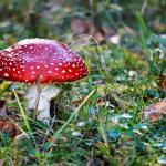 Dans les feuillus, champignon au chapeau rouge tâché de points blancs