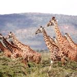 Groupe de girafes marchant dans la nature - vue de profil