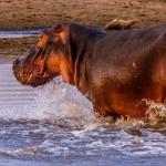 Hippopotame marchant dans l'eau - vue de profil