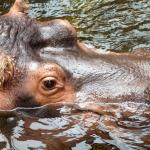 Vue du ciel de la tête d'un hippopotame émergée de l'eau