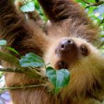 Un paresseux accroché à une branche d'arbre, regardant l'objectif, la tête à l'envers