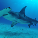 Requin marteau nageant au fond de l'eau