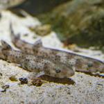 Deux petites roussettes au fond de l'eau - vue de profil