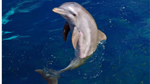 Un dauphin sortant une grande partie de son corps hors de l'eau