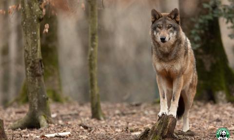 loup dans les bois