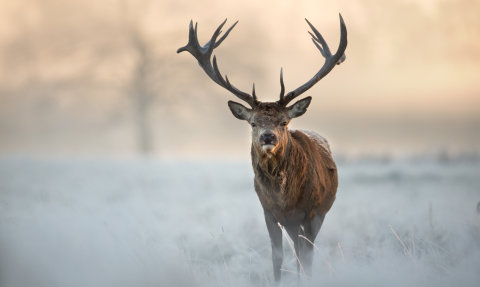 cerf en pleine nature