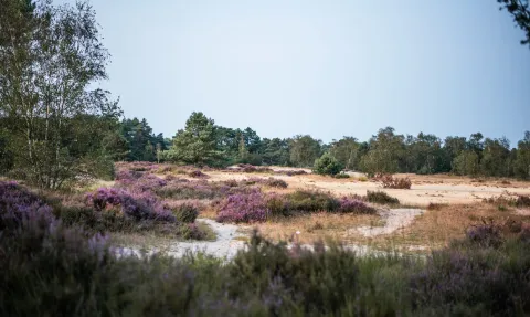 kalmthoutse heide