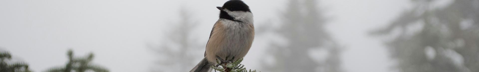 Oiseaux en hiver