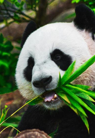 Panda eating