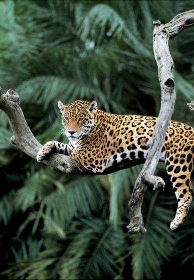 Jaguar couché sur une branche dans un arbre