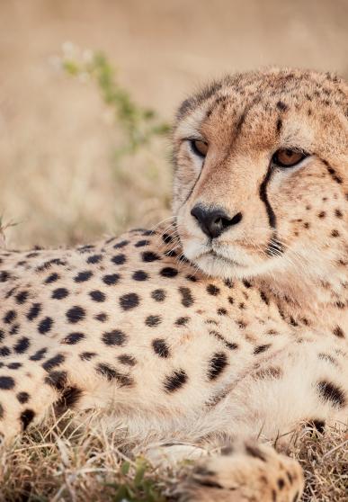 Un guépard allongé dans l'herbe, tête redressée, regardant l'horizon