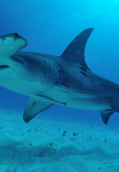 Requin marteau nageant au fond de l'eau